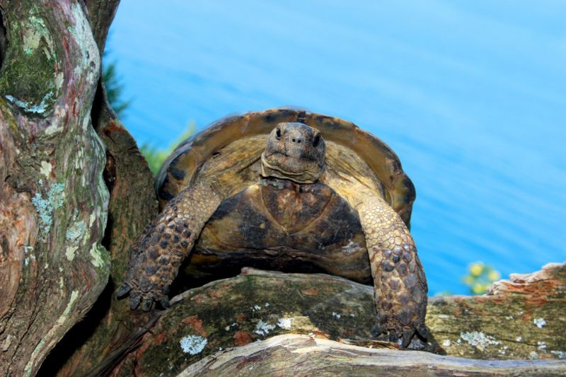 Заповедник "Утриш" - уголок нетронутой природы рядом с Анапой