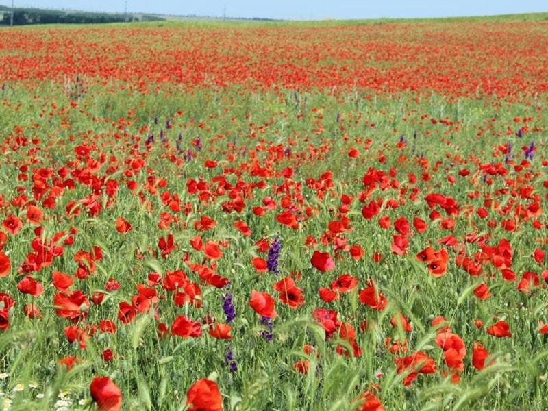 Хутор Куматырь Анапа