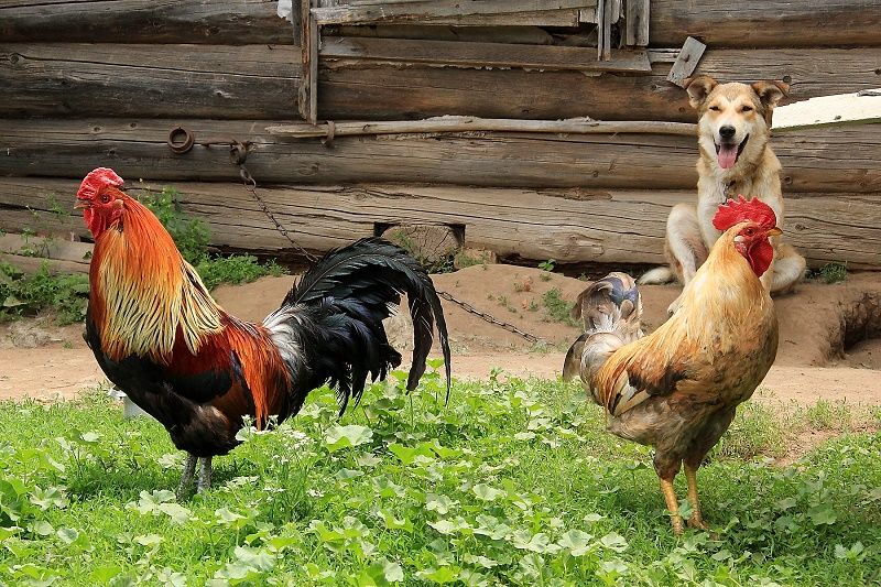 Переезд из квартиры в собственный дом: сложности, нюансы, плюсы и минусы